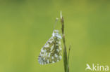 Orange-tip (Anthocharis cardamines)