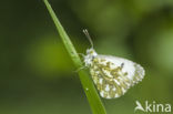 Oranjetipje (Anthocharis cardamines)