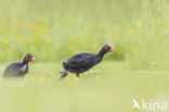 Meerkoet (Fulica atra)