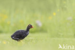 Meerkoet (Fulica atra)