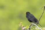 Merel (Turdus merula)