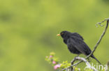 Eurasian Blackbird (Turdus merula)