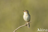 Sedge Warbler (Acrocephalus schoenobaenus)