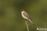 Sedge Warbler (Acrocephalus schoenobaenus)