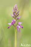 Aapjesorchis (Orchis simia)