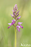 Monkey Orchid (Orchis simia)