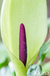 Gevlekte aronskelk (Arum maculatum)