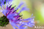 Perennial Cornflower (Centaurea montana)