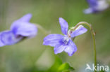 Bleeksporig bosviooltje (Viola riviniana)