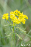 Cypress Spurge (Euphorbia cyparissias)