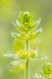 Crosswort (Cruciata laevipes)