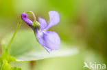 Early Dog-violet (Viola reichenbachiana)