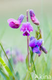 Bitter Vetchling (Lathyrus linifolius)