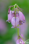 Gebroken hartje (Dicentra)