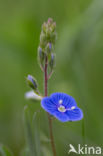 Germander Speedwell (Veronica chamaedrys)