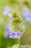 Ground Ivy (Glechoma hederacea)