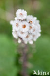 Butterbur (Petasites hybridus)