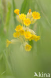 Gulden sleutelbloem (Primula veris)