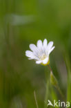 Hoornbloem (Cerastium spec.)