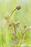 Kleine pimpernel (Sanguisorba minor)