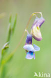 Bitter Vetchling (Lathyrus linifolius)