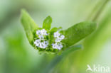 Gewone veldsla (Valerianella locusta)