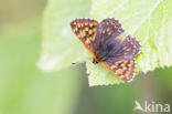 Duke of Burgundy Fritillary (Hamearis lucina)