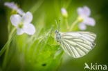 Klein geaderd witje (Pieris napi)