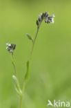 Ruw vergeet-mij-nietje (Myosotis ramosissima)