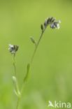 Ruw vergeet-mij-nietje (Myosotis ramosissima)