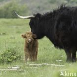 Highland Cow (Bos domesticus)