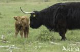 Highland Cow (Bos domesticus)