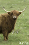 Highland Cow (Bos domesticus)