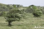 Hawthorn (Crataegus)