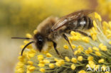 The Vernal Colletes (Colletes cunicularius)