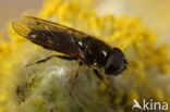 Cheilosia urbana