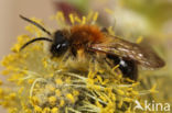 Viltvlekzandbij (Andrena nitida)