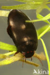 Ilybius subaeneus