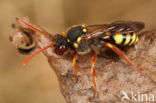 Roodsprietwespbij (Nomada fulvicornis)