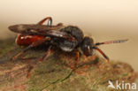 Wasp-bee (Nomada fabriciana)