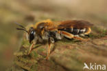 Andrena chrysosceles
