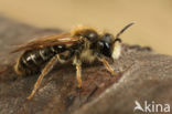 Andrena chrysosceles