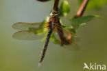 Glassnijder (Brachytron pratense)