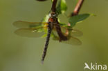 Hairy Dragonfly (Brachytron pratense)