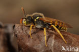 Smalbandwespbij (Nomada goodeniana)