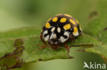 20 spot Ladybird