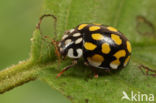 20 spot Ladybird