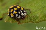 20 spot Ladybird