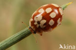 18-spot ladybird