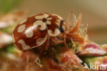 Achttienstippelig lieveheersbeestje (Myrrha octodecimguttata